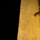 Illustration for article titled Shooting Challenge: Bugs Gallery (Part 2)